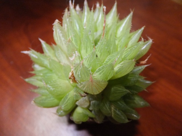 Name:  DSCF4174.jpg
Views: 256
Size:  62.1 KB