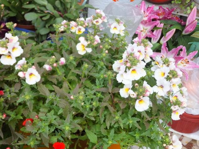 Name:  DSCF4231.jpg
Views: 633
Size:  63.4 KB