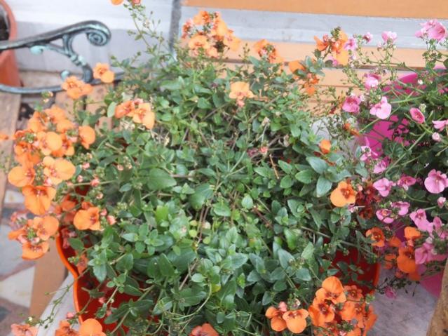 Name:  DSCF4235.jpg
Views: 593
Size:  67.0 KB