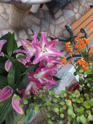 Name:  DSCF4245.jpg
Views: 611
Size:  34.9 KB