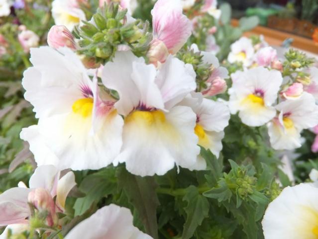 Name:  DSCF4248.jpg
Views: 571
Size:  38.8 KB