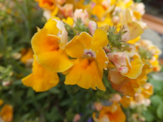 Name:  DSCF4251.jpg
Views: 654
Size:  59.7 KB
