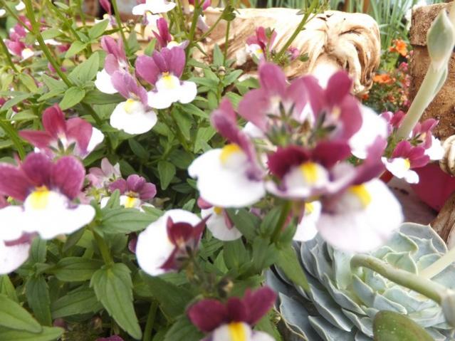 Name:  DSCF4252.jpg
Views: 611
Size:  54.8 KB