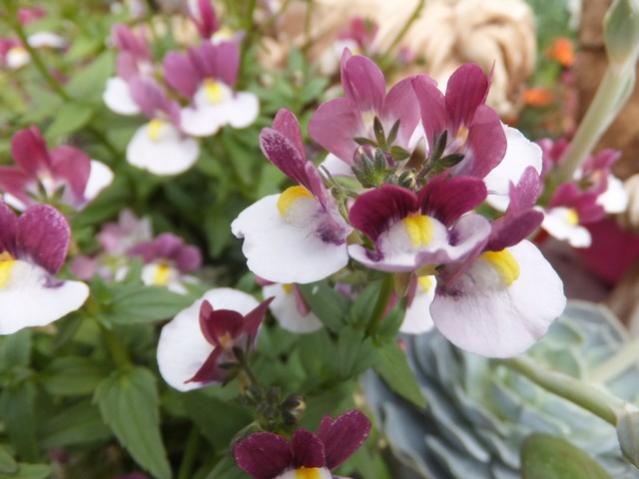 Name:  DSCF4253.jpg
Views: 601
Size:  38.8 KB