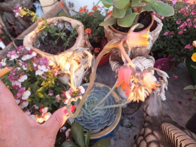 Name:  DSCF4281.jpg
Views: 569
Size:  55.3 KB
