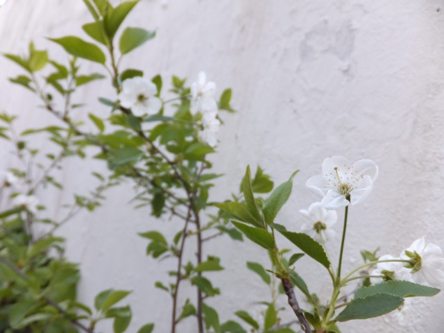 Name:  DSCF4363.jpg
Views: 562
Size:  64.7 KB