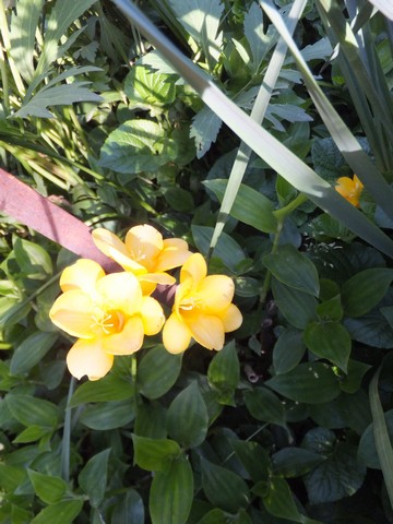 Name:  DSCF4369.jpg
Views: 545
Size:  69.8 KB