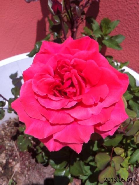 Name:  IMG_5533.jpg
Views: 509
Size:  41.9 KB