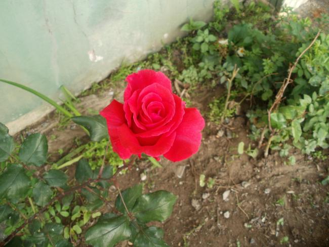 Name:  P1010330a.jpg
Views: 379
Size:  50.2 KB