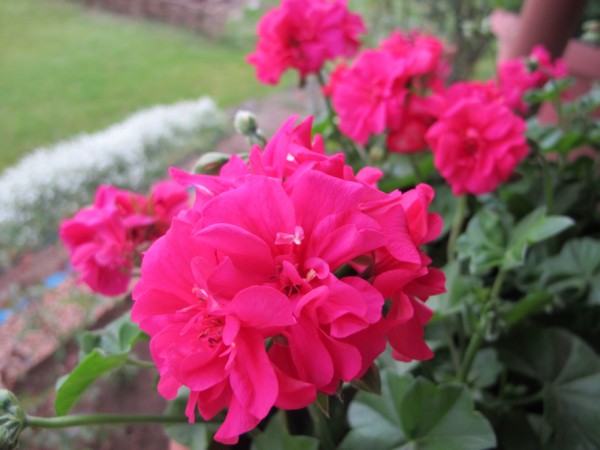 Name:  IMG_1482 (600 x 450).jpg
Views: 944
Size:  53.8 KB