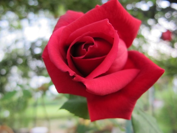 Name:  IMG_1419 (600 x 450).jpg
Views: 938
Size:  45.7 KB