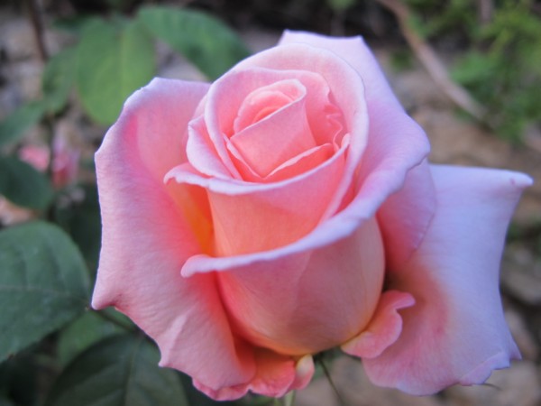 Name:  IMG_1471 (600 x 450).jpg
Views: 1018
Size:  43.7 KB