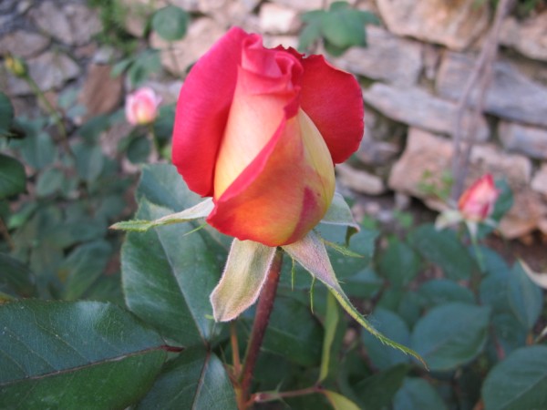 Name:  IMG_1472 (600 x 450).jpg
Views: 932
Size:  53.8 KB