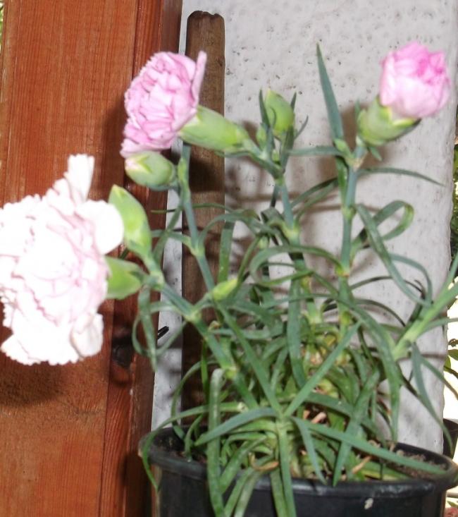 Name:  DSCF2866.jpg
Views: 986
Size:  63.7 KB