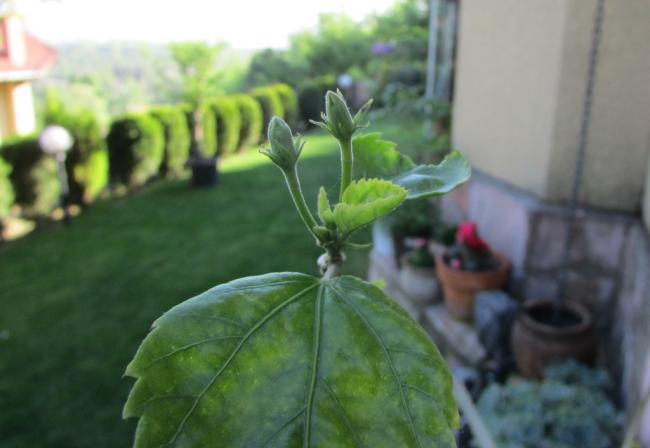 Name:  IMG_2805.jpg
Views: 326
Size:  29.4 KB