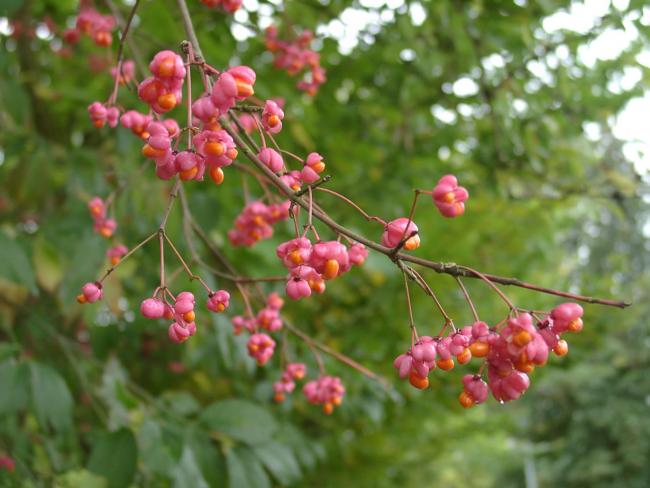 Name:  euonymus.jpg
Views: 4212
Size:  44.9 KB