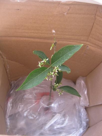 Name:  euonymus europaeus.jpg
Views: 1032
Size:  24.5 KB