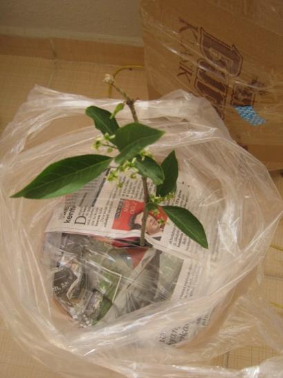 Name:  euonymus e..jpg
Views: 1050
Size:  29.4 KB