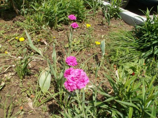 Name:  P1010337a.jpg
Views: 408
Size:  72.2 KB