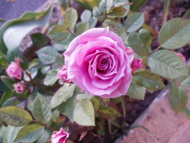 Name:  P1010342a.jpg
Views: 531
Size:  41.4 KB