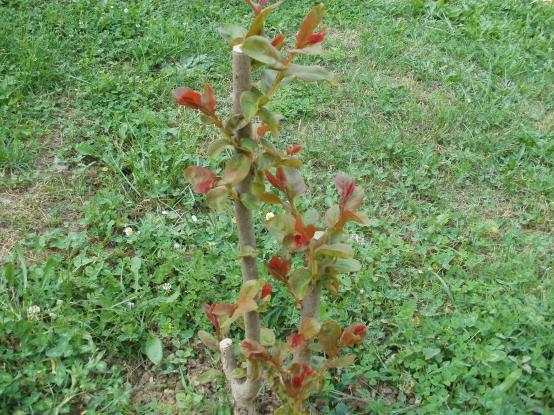 Name:  P1010338a.jpg
Views: 445
Size:  70.8 KB