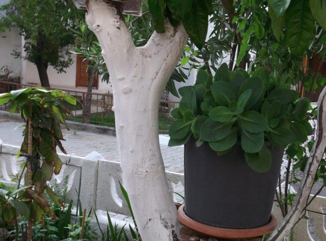 Name:  DSCF2899.jpg
Views: 1056
Size:  55.2 KB