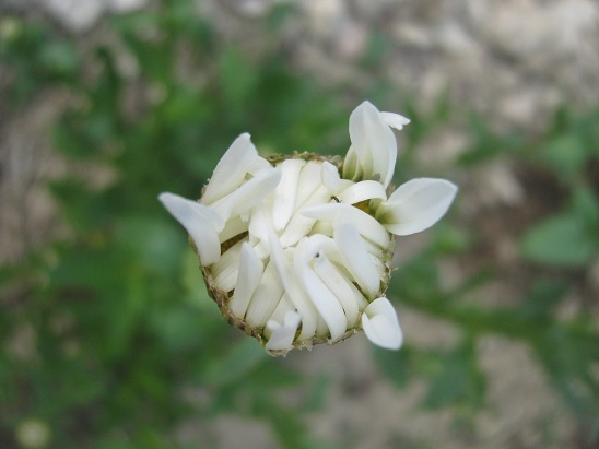 Name:  papatya.jpg
Views: 1146
Size:  60.8 KB