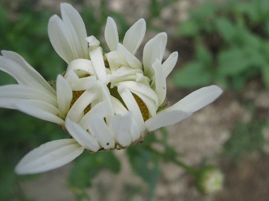 Name:  papatya1.jpg
Views: 1096
Size:  65.4 KB