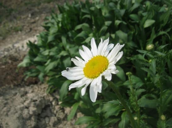 Name:  papatya2.jpg
Views: 1255
Size:  31.3 KB
