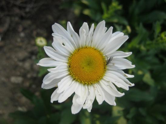 Name:  papatya3.jpg
Views: 1188
Size:  24.7 KB