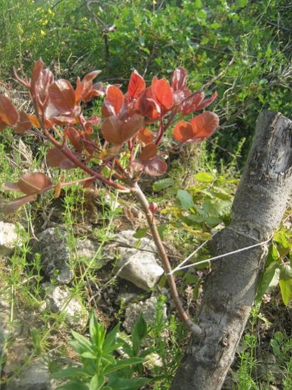 Name:  antep f. a.jpg
Views: 2099
Size:  62.6 KB