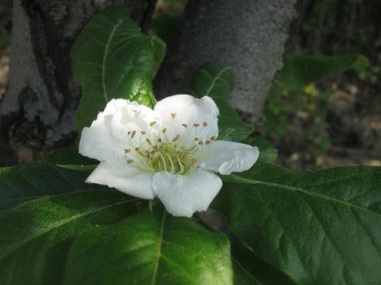 Name:  mumula2.jpg
Views: 1141
Size:  24.9 KB