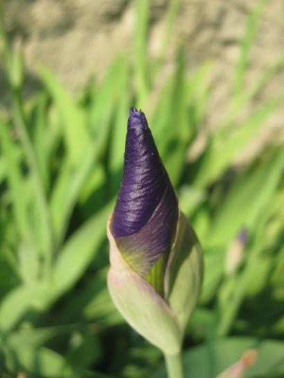 Name:  iris tomurcuk.jpg
Views: 1571
Size:  22.8 KB