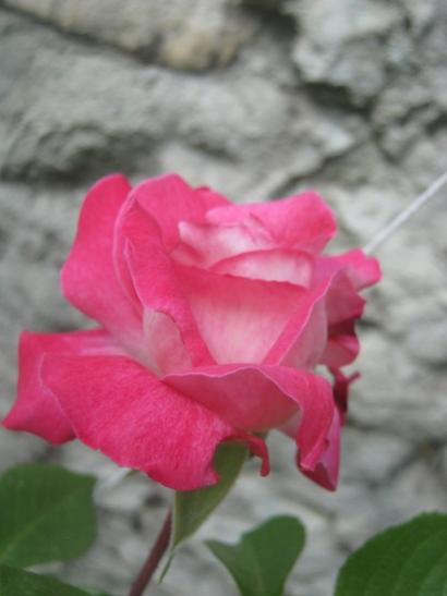 Name:  gl.jpg
Views: 1519
Size:  22.1 KB