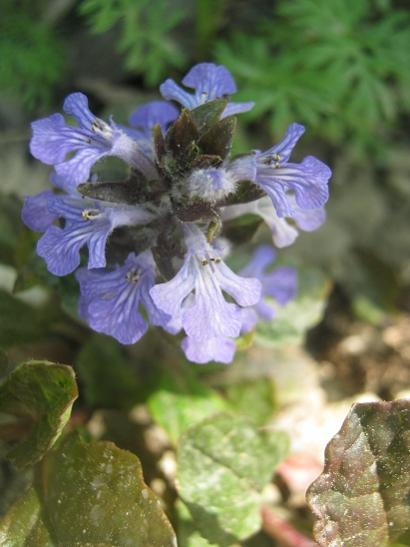 Name:  ajuga reptans.jpg
Views: 1455
Size:  31.6 KB