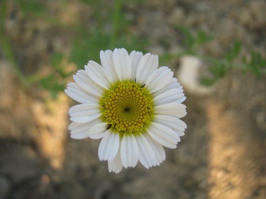 Name:  kr papatyas.jpg
Views: 1412
Size:  64.9 KB