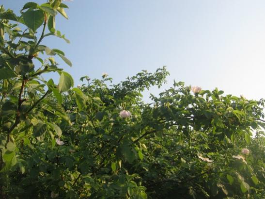Name:  kuburnu.jpg
Views: 1289
Size:  41.1 KB