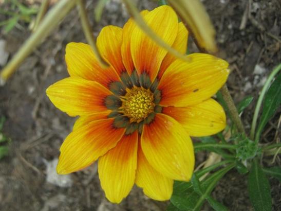 Name:  gazanya.jpg
Views: 1922
Size:  31.8 KB