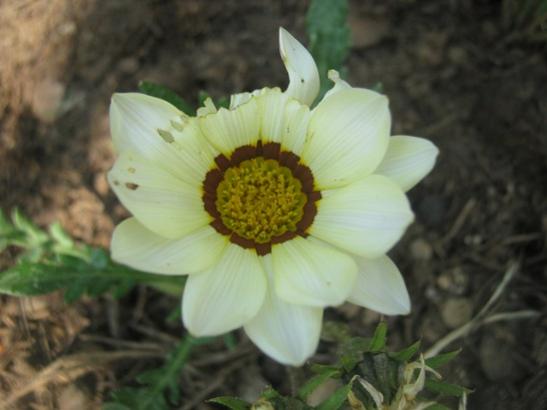Name:  gazanya1.jpg
Views: 1450
Size:  25.9 KB
