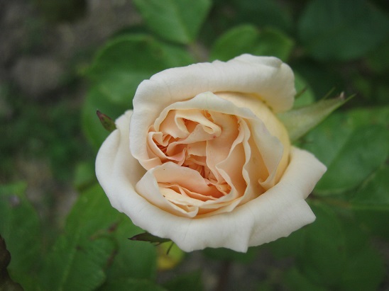 Name:  gl.jpg
Views: 1278
Size:  62.9 KB