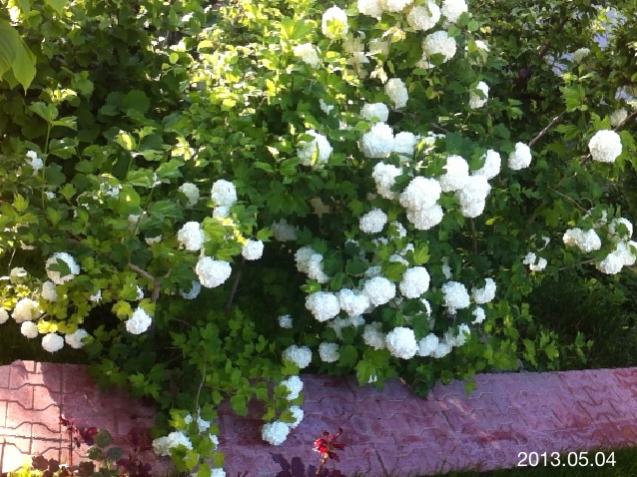 Name:  IMG_5556.jpg
Views: 510
Size:  67.7 KB