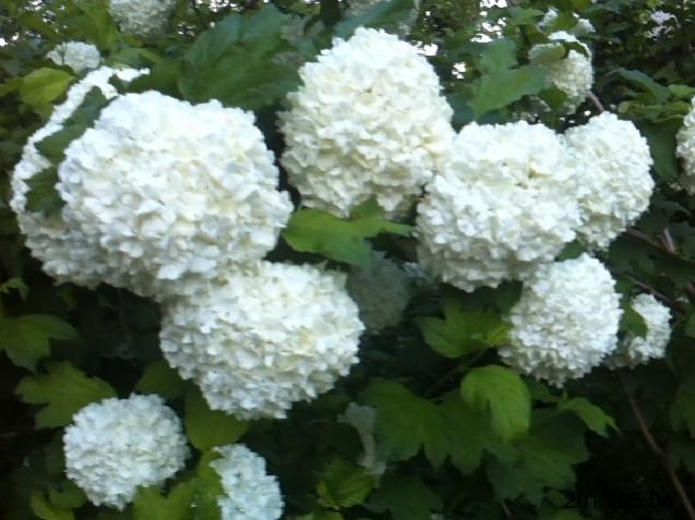 Name:  IMG_5561.jpg
Views: 495
Size:  46.0 KB