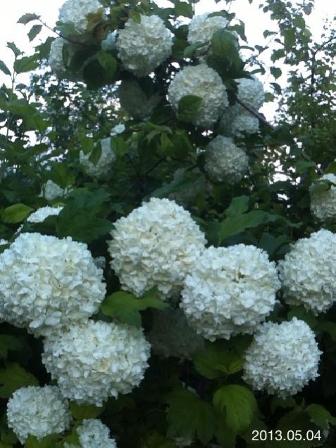 Name:  IMG_5562.jpg
Views: 469
Size:  58.3 KB