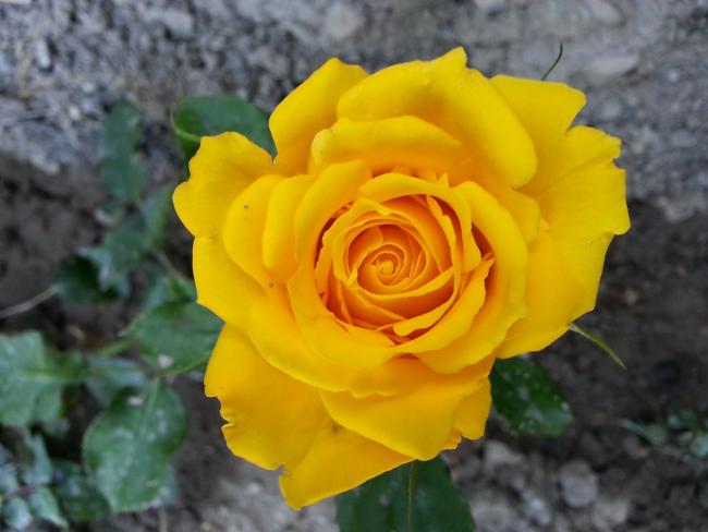 Name:  20130428_174417--.jpg
Views: 410
Size:  35.7 KB