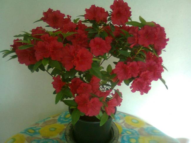 Name:  Fotoraf2383.jpg
Views: 377
Size:  35.7 KB