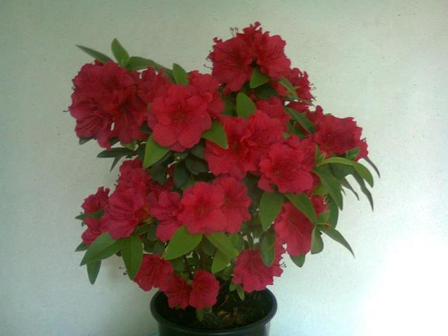 Name:  Fotoraf2385.jpg
Views: 408
Size:  32.9 KB