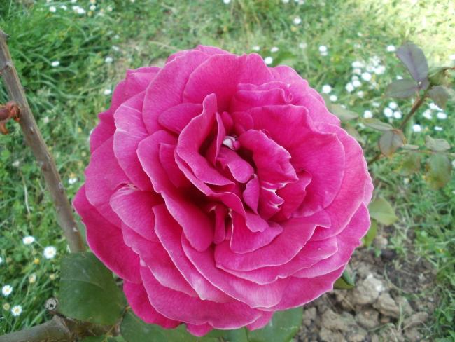 Name:  P1010010a.jpg
Views: 347
Size:  56.7 KB