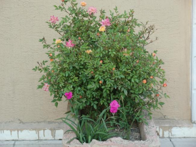Name:  P1010025a.jpg
Views: 459
Size:  55.0 KB