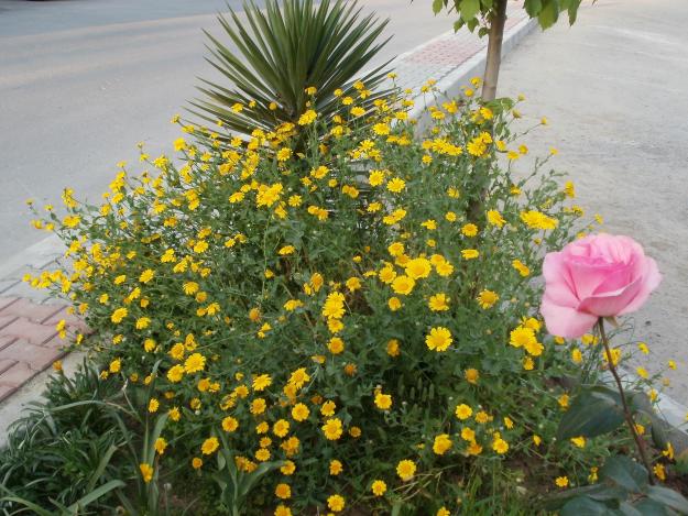 Name:  P1010037a.jpg
Views: 403
Size:  71.1 KB
