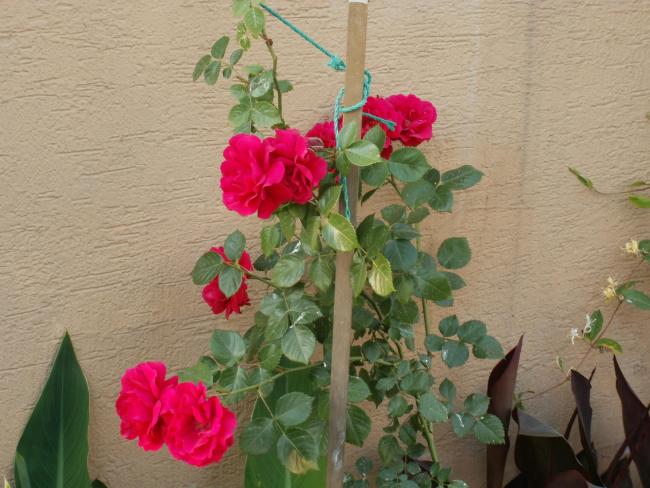 Name:  P1010039a.jpg
Views: 402
Size:  51.8 KB